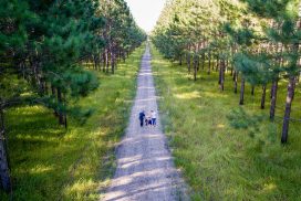 Pine Forest Photography